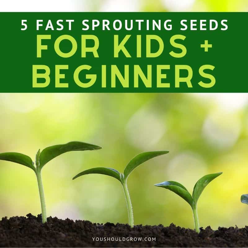5 Fast Sprouting Seeds To Grow (For Kids + Beginners)