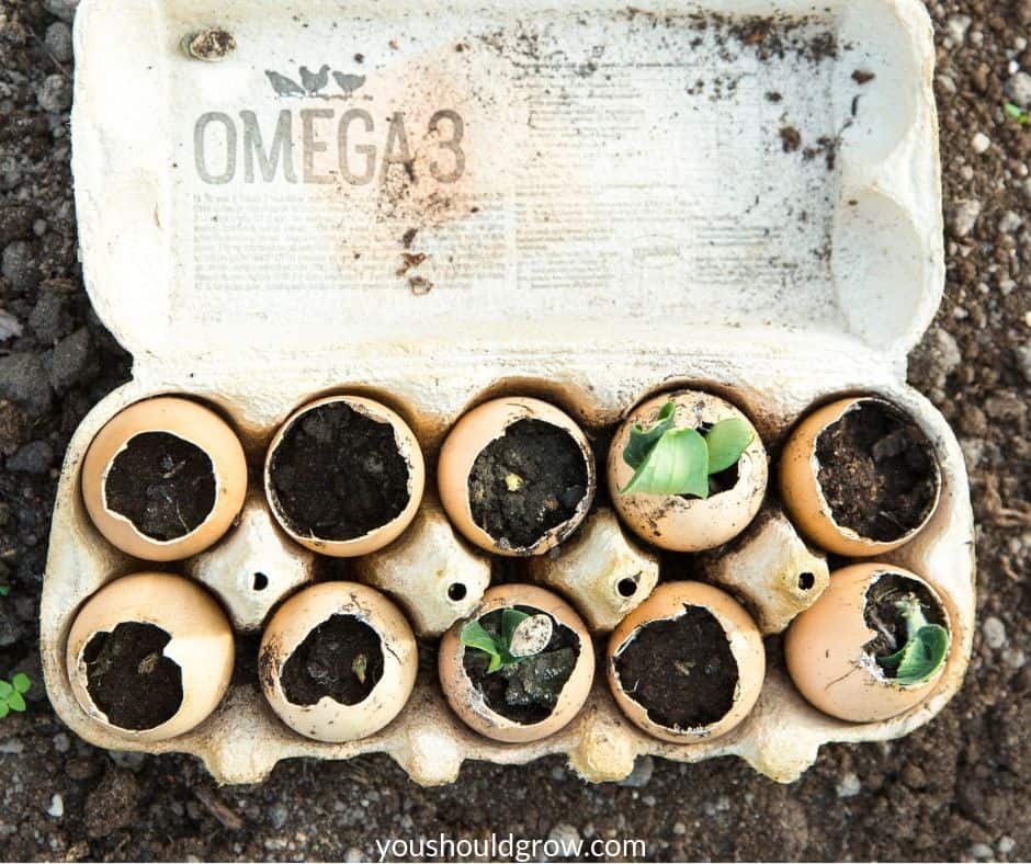 fast sprouting seeds growing in eggshells in egg carton