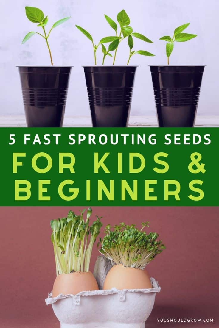 5 fast sprouting seeds for kids & beginners text overlay. on top: image of plants growing in black solo cups on bottom: image of sprouts growing out of eggshells