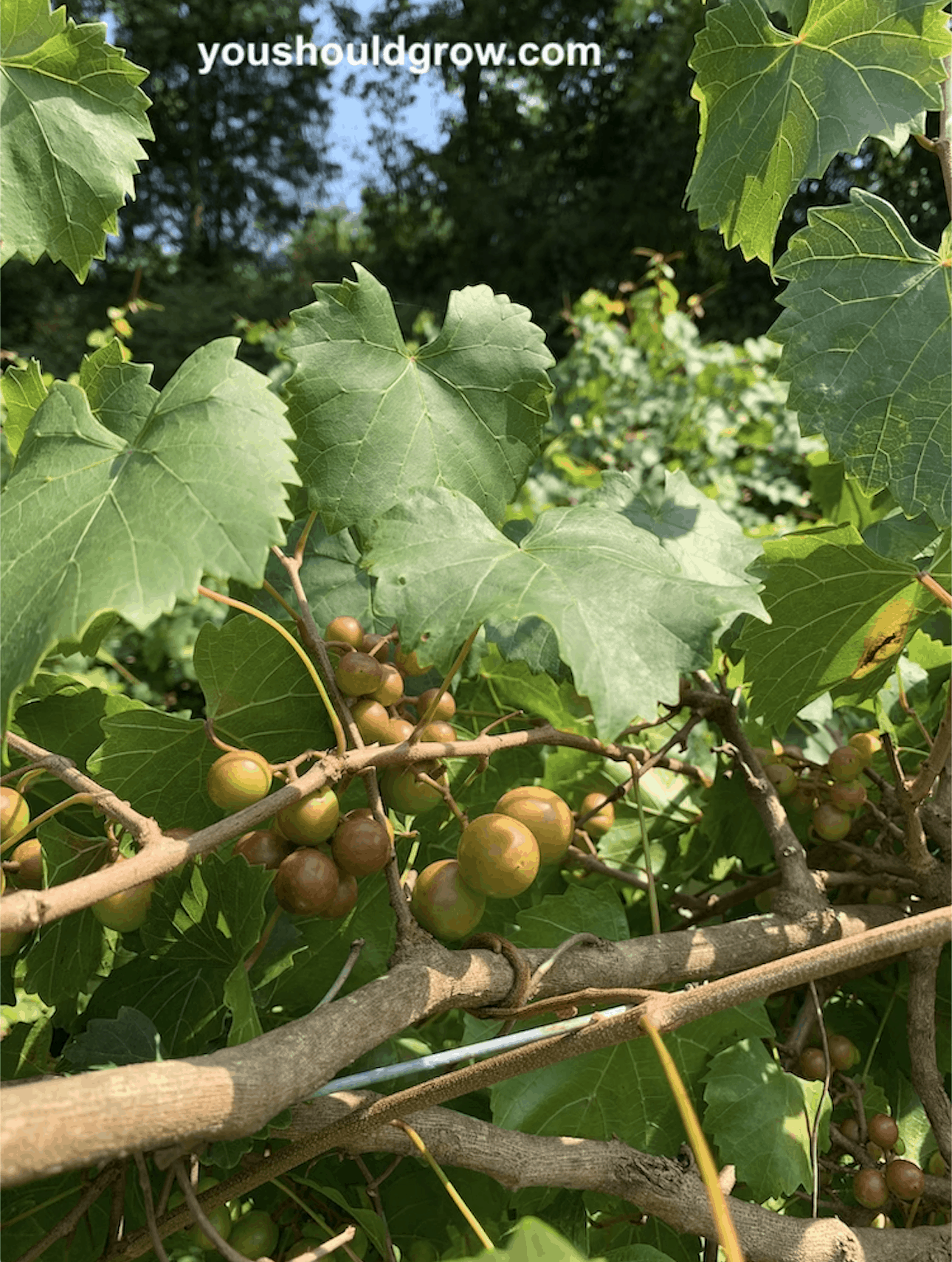 green muscadine grapes growing on a vine
