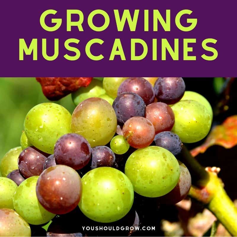 How to Grow Muscadine Vines At Home