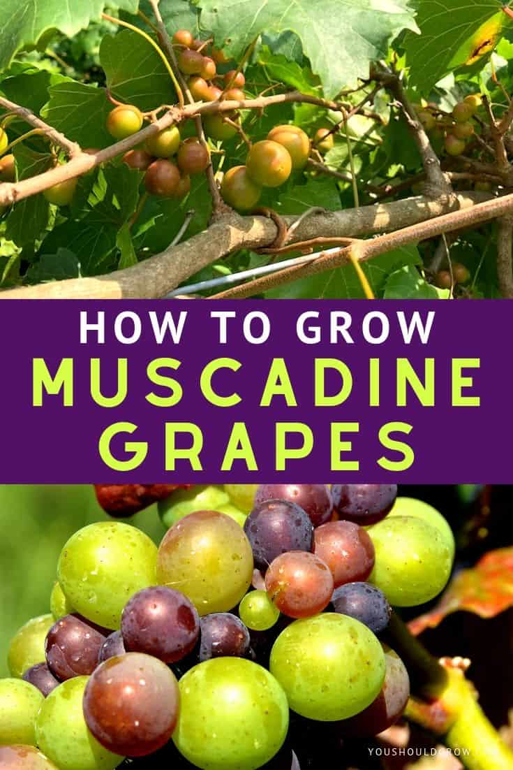 Growing muscadine grapes is easier than you think - nothing beats a vine-picked muscadine!