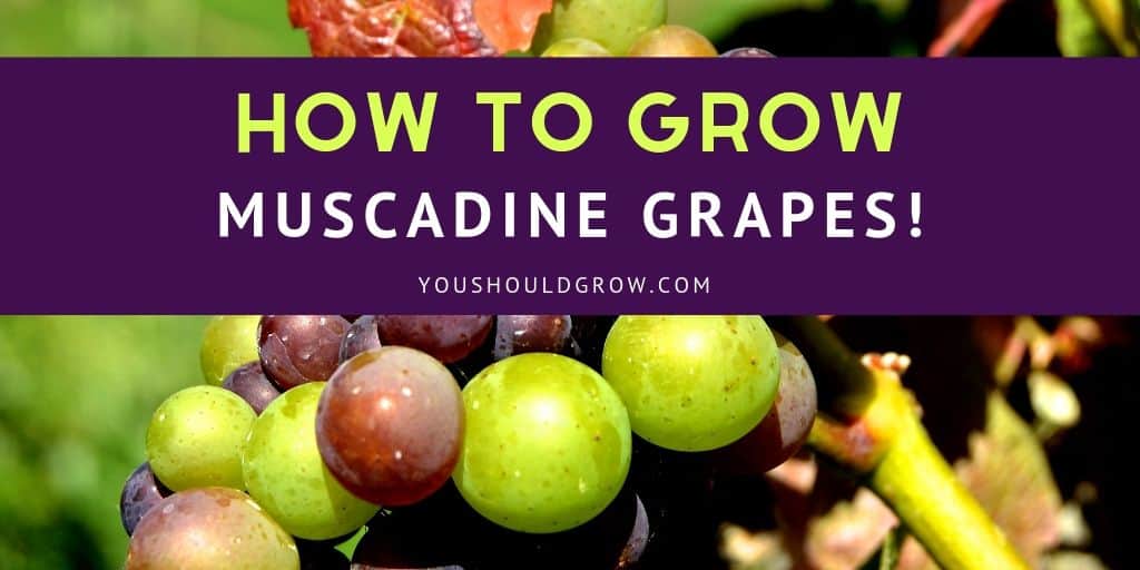 How to Grow Muscadine Vines At Home You Should Grow
