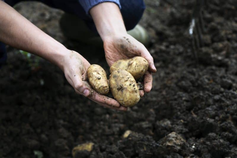 Digging poatoes out of the dirt - an easy gardening activity for preschoolers.