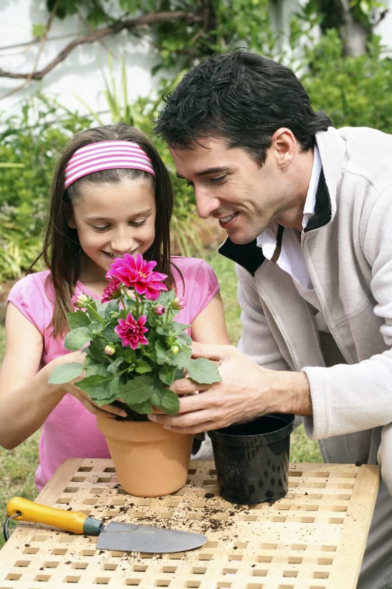 Dad teaching child how to plant flowers in a potted plant.