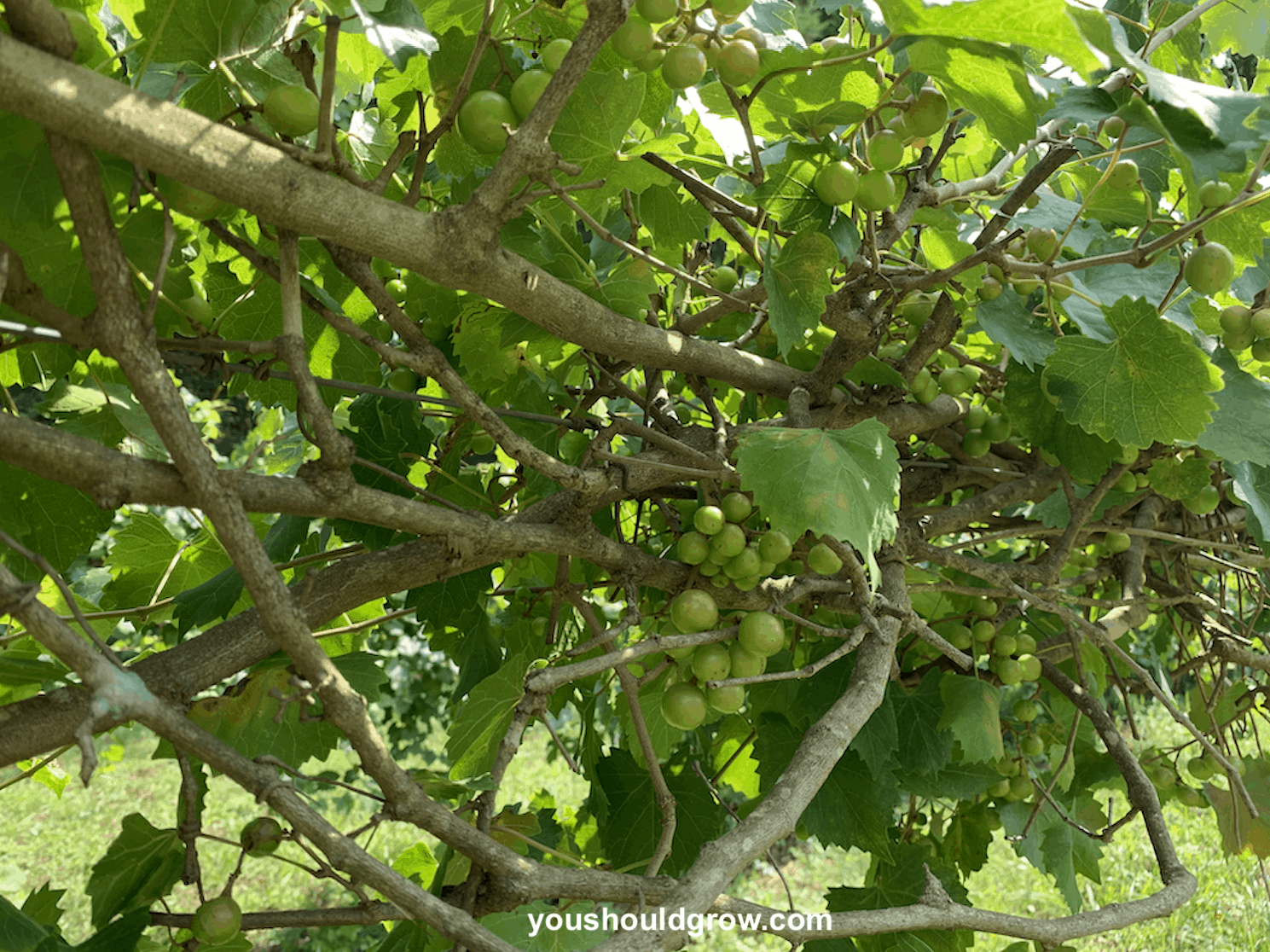 Muscadines growing on vines