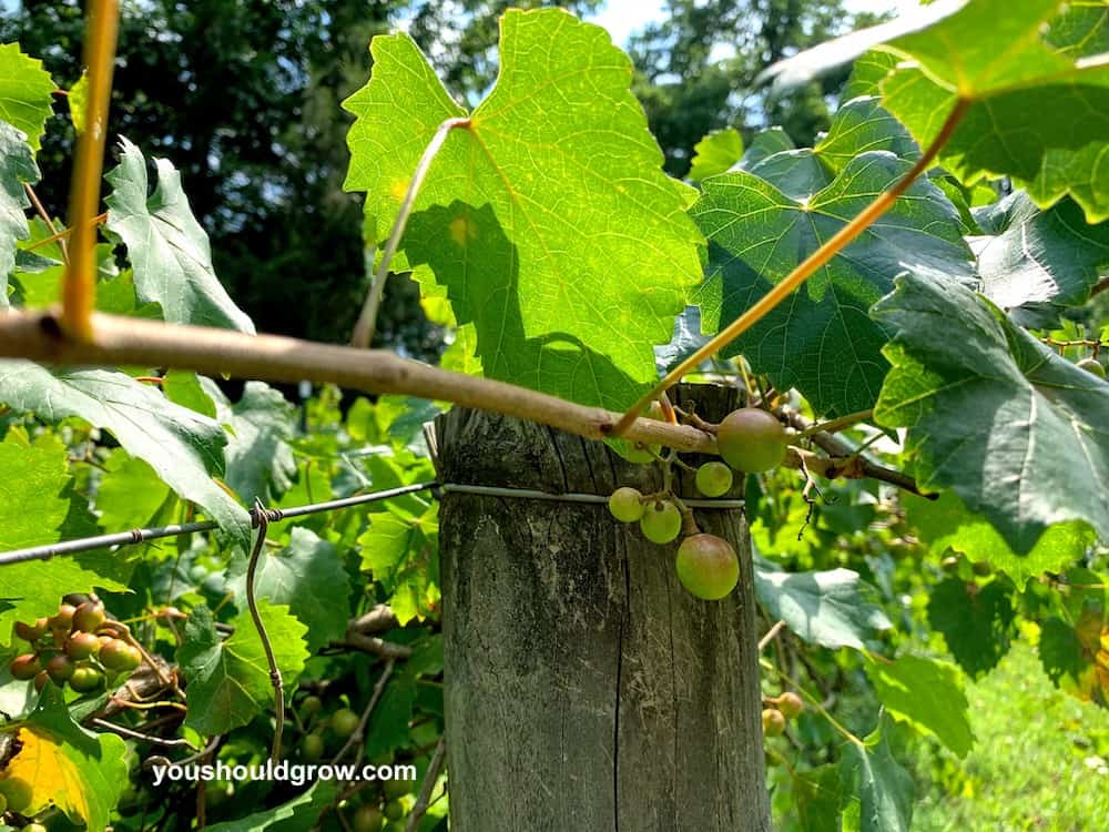 muscadine grape growing on vines bunched together
