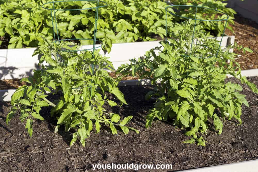 Tomato plants in supports growing outdoors in a sunny raised bed garden in early summer.