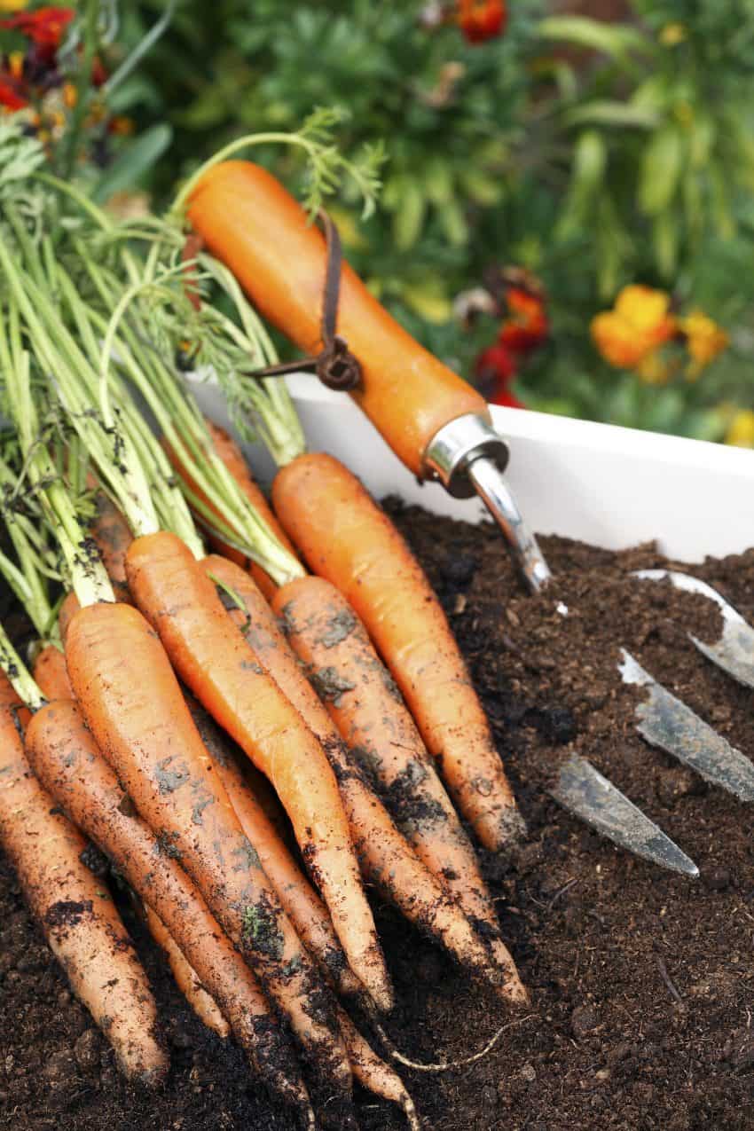 Carrots freshly dug out of a fall garden.