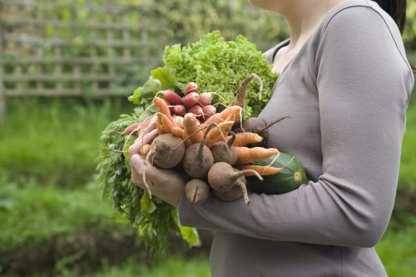 Woman carrying fall garden produce such as carrots, kale and potatoe