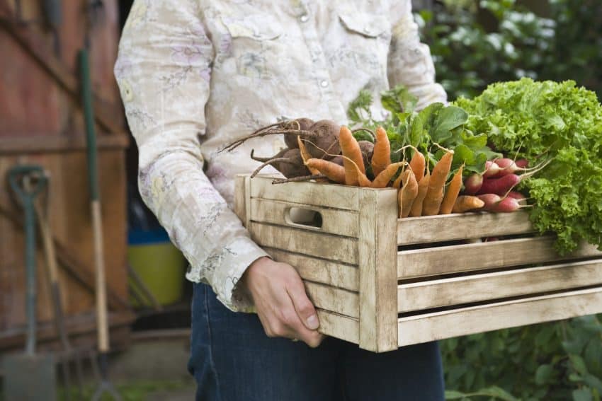 Man carrying crate of vegetables from fall garden harvest.