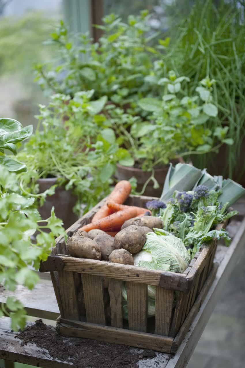 Fall garden harvest in a wooden box