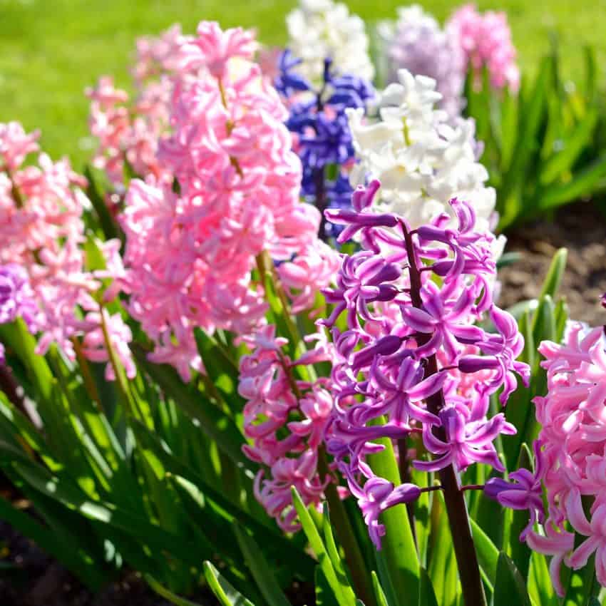 hyacinth planted as fall garden flowers