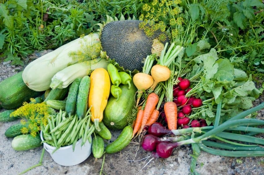 Produce from a fall vegetable garden - turnips, carrots, beets, green beans, cucumber and more