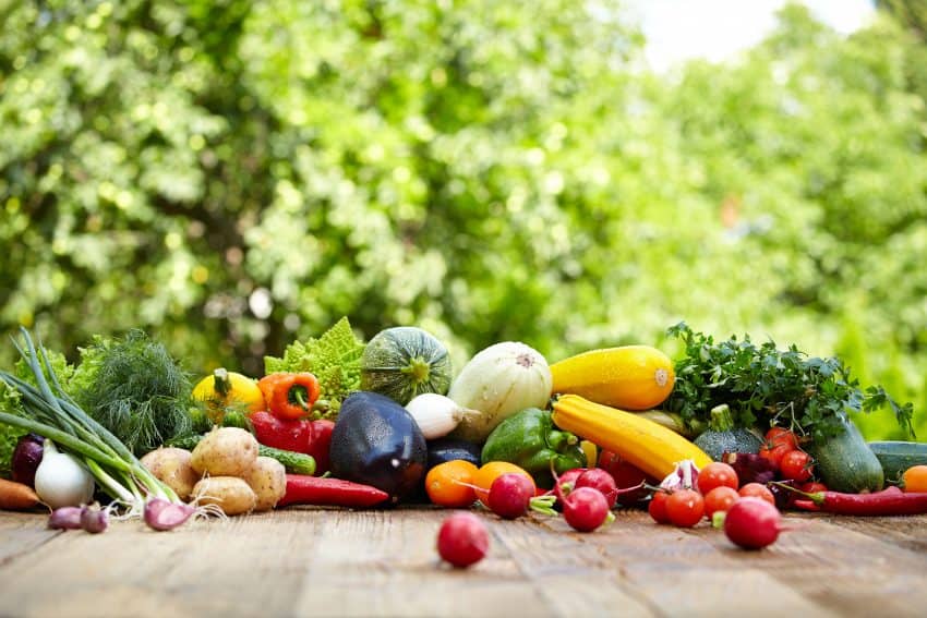 Bounty from a fall vegetable garden - broccoli, turnips, green beans, peppers and more.