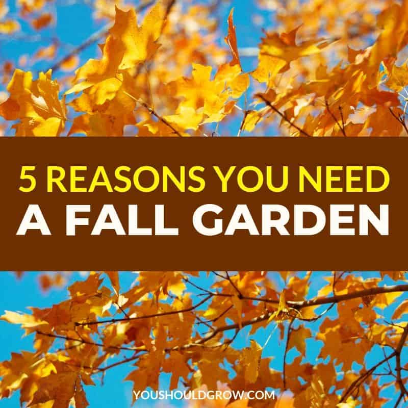 Five Reasons You Need a Fall Garden