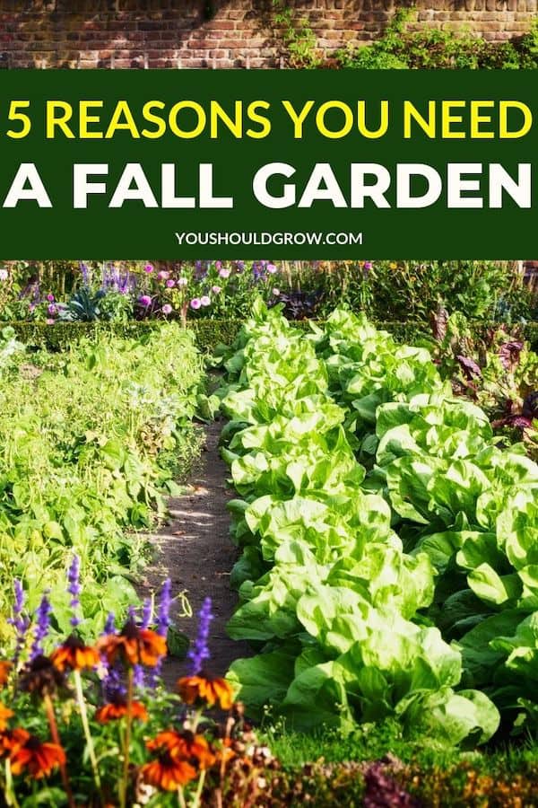 If you haven't thought about a fall garden, you absolutely should. Here are five reasons why. #fall #fallgarden #harvest #fall #gardentips #homestead