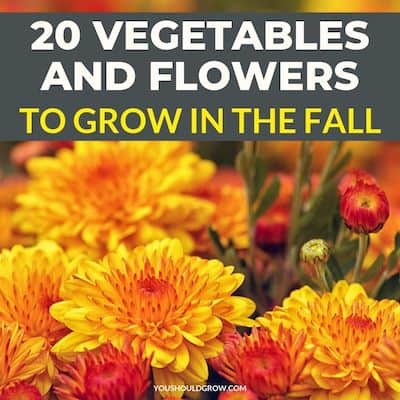 Fall Garden Plants – Vegetables & Flowers