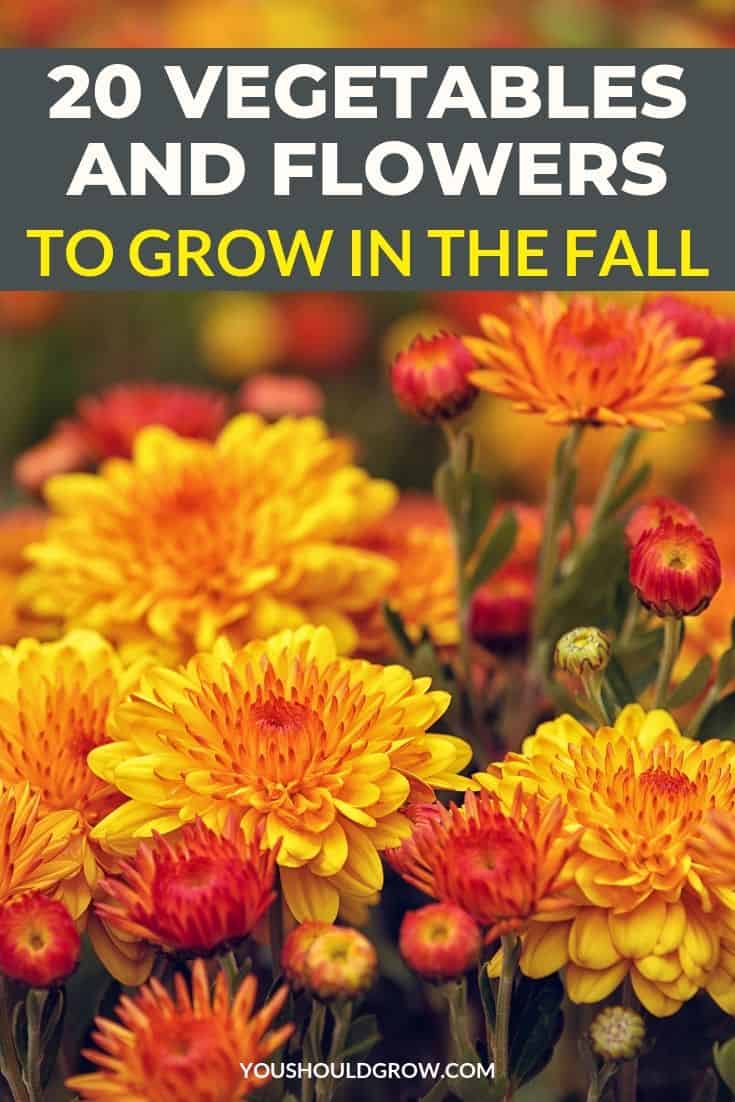 Wondering what plants are good to grow in your fall garden? Here are 20 vegetables and flowers you can grow in the fall.