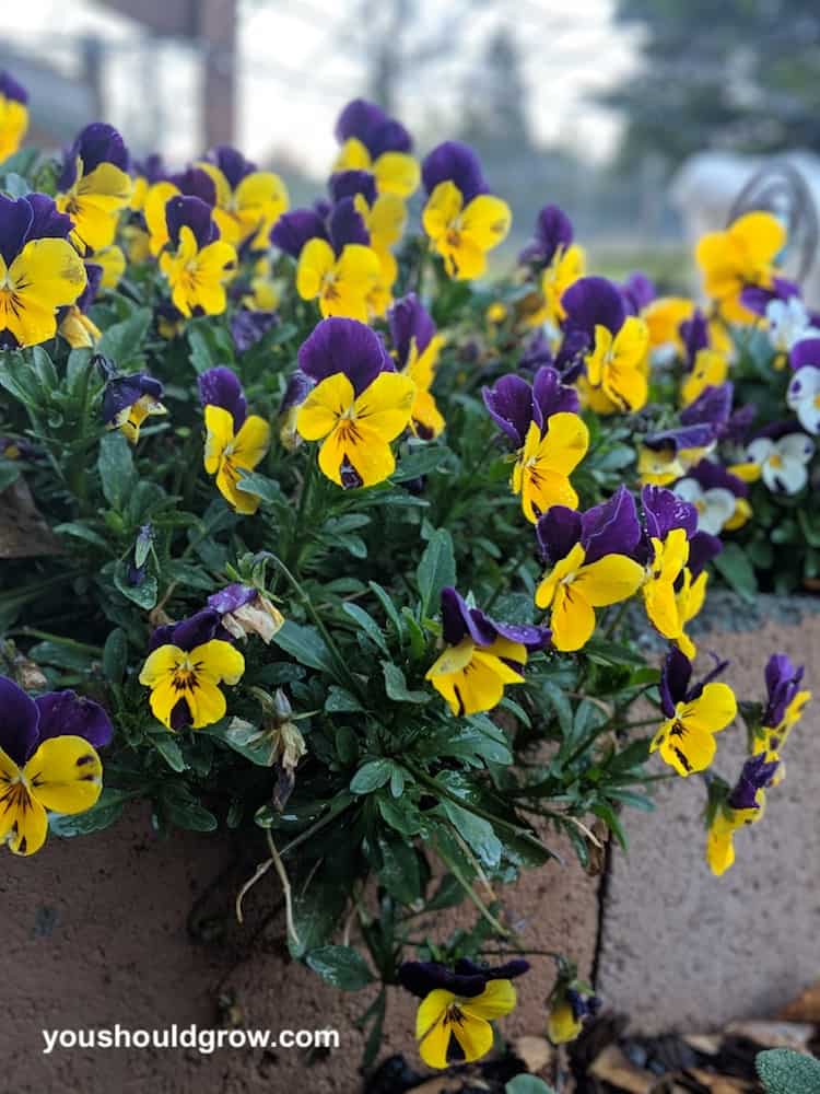 Pretty fall planted pansies topple over the edge of a cement block planter