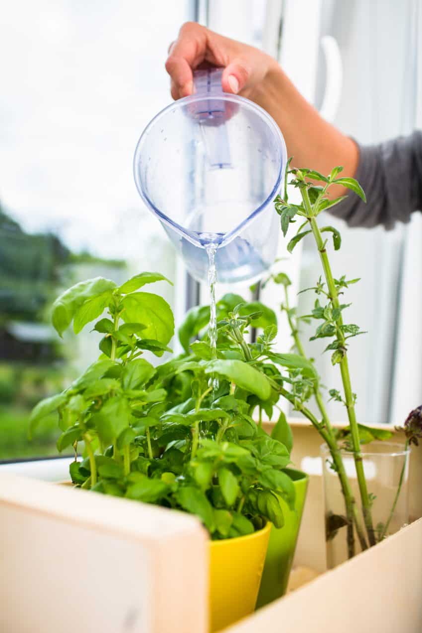 Watering the kitchen herbs - Young woman pouring fresh water into pots with fresh herbs on her kitchen window in the winter months.