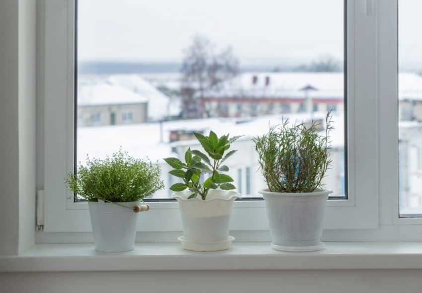 green plants on the windowsill in winter