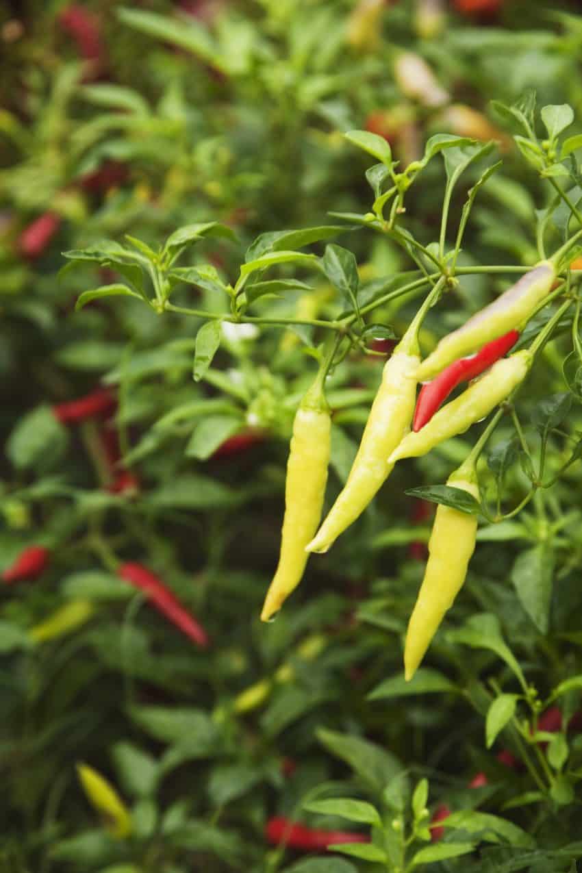 Blooming pepper plants and how to overwinter them.