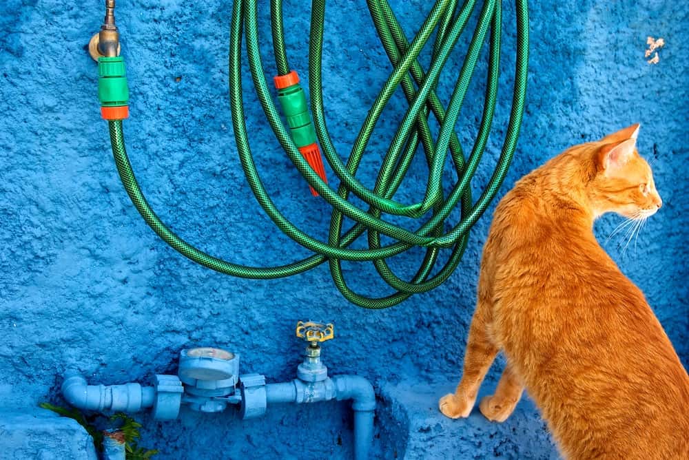 Water hose hanging on blue wall