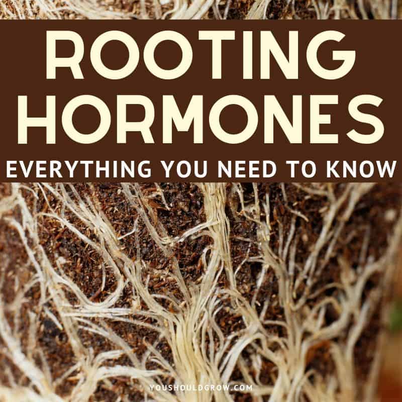 Everything You Need to Know About Rooting Hormone