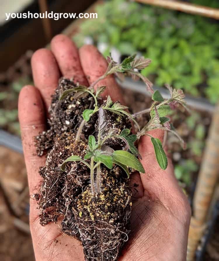 seedlings ready for transplant into medium with rooting hormone