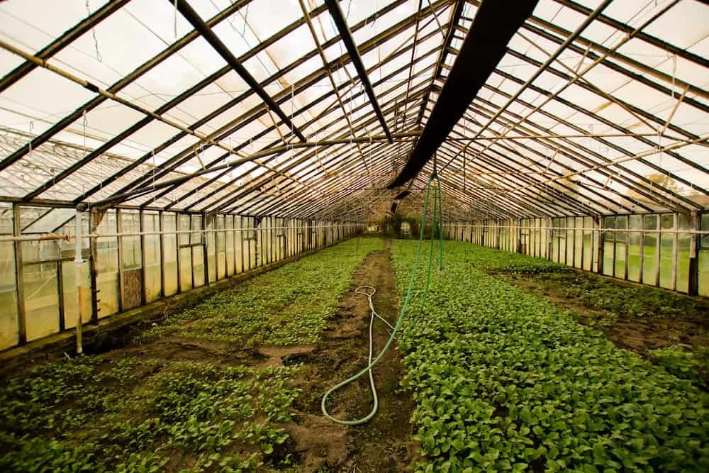 Long water hose hanging from irrigation lines in greenhouse.