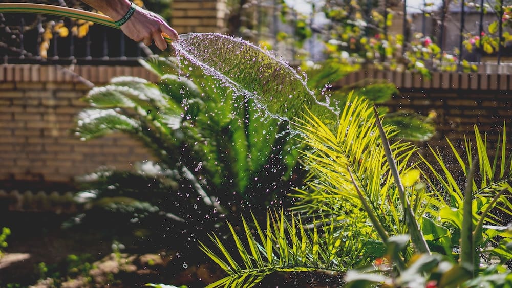 Watering the garden with a water hose