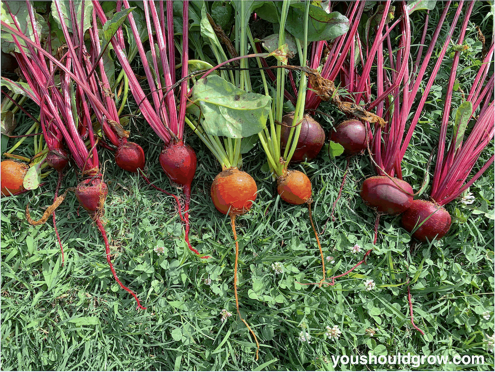 Homegrown beets harvested and ready to eat!