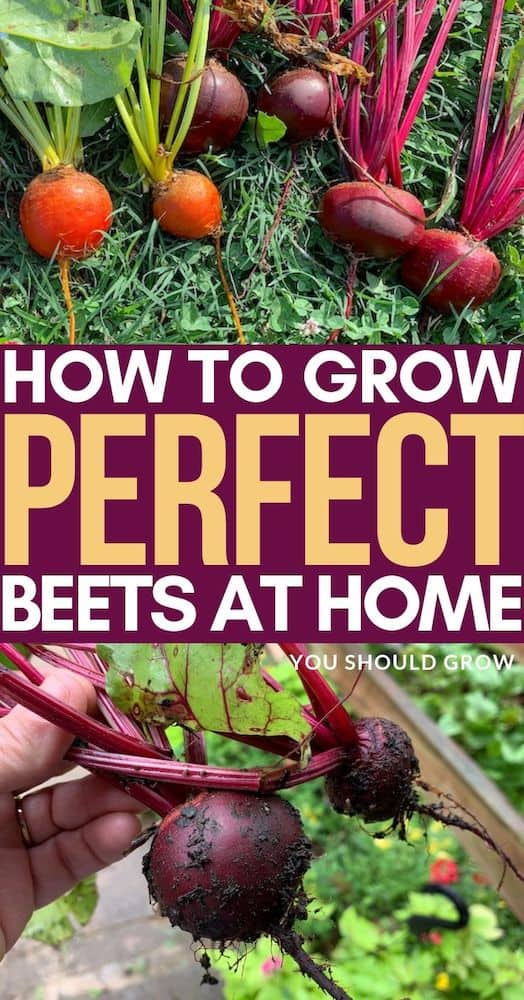 Growing beets is pretty simple, and if you follow these tips for success, you'll have delicious homegrown beets in no time! Try this easy to grow crop in your backyard veggie garden today!