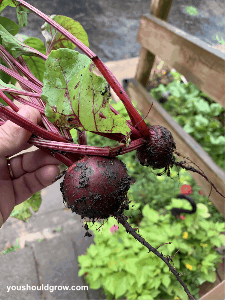 Freshly harvested beets from a home garden.