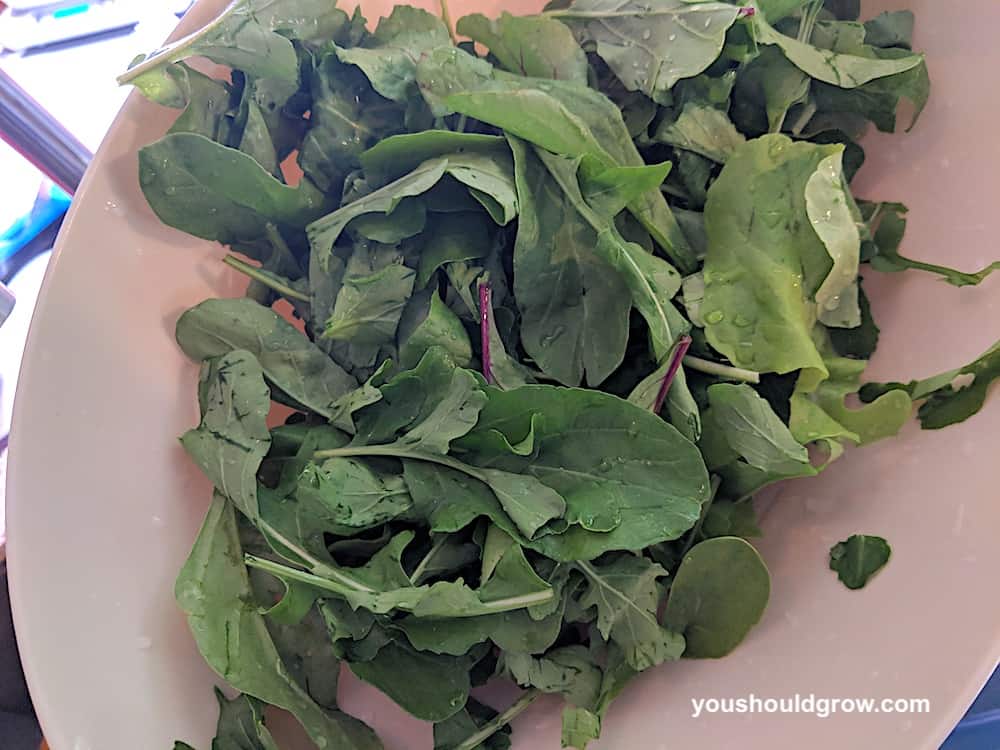 Young mixed greens from the garden are delicious for salad.