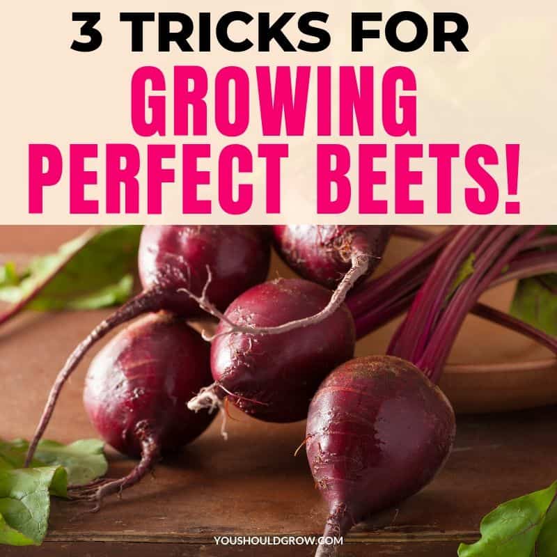 Three Tricks To Growing Perfect Beets