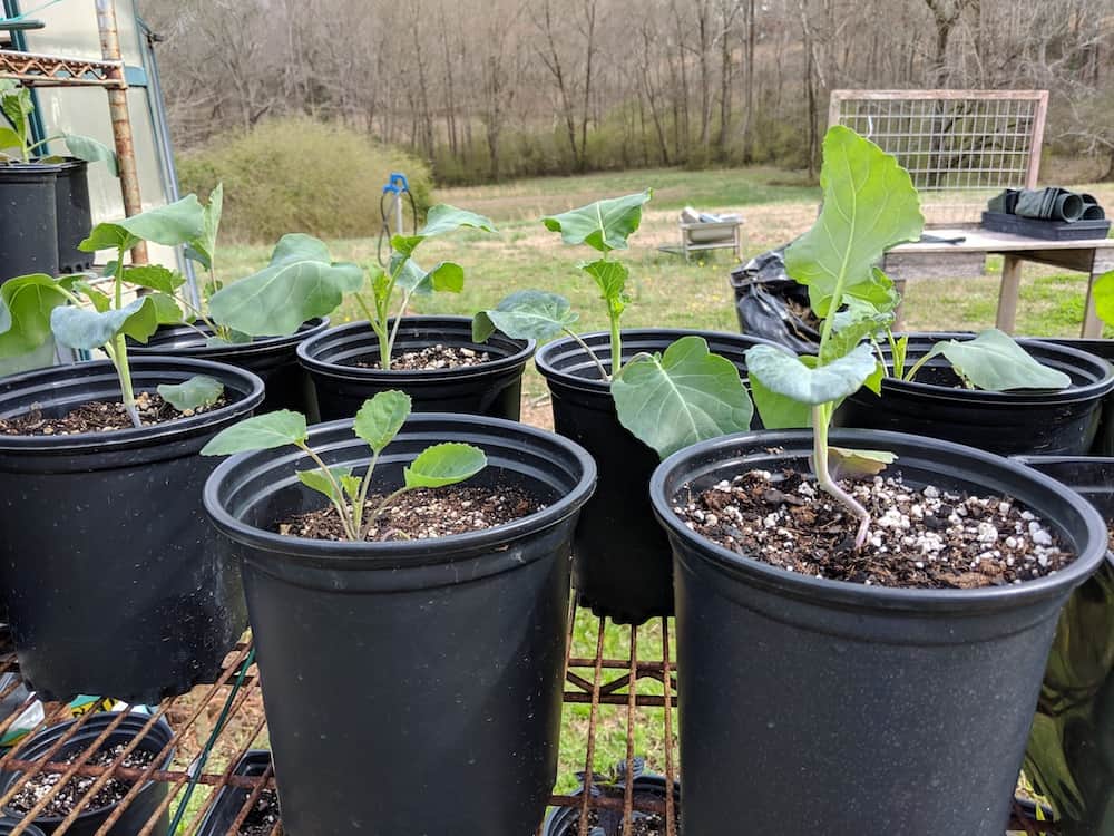 broccoli plants in black pots sitting in sunshine