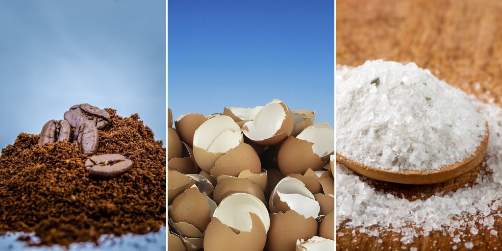 coffee grounds eggshells and epsom salt for fertilizing