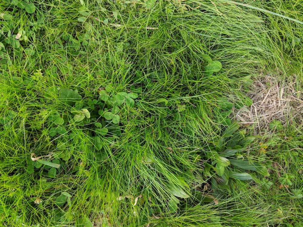 grass and weeds growing