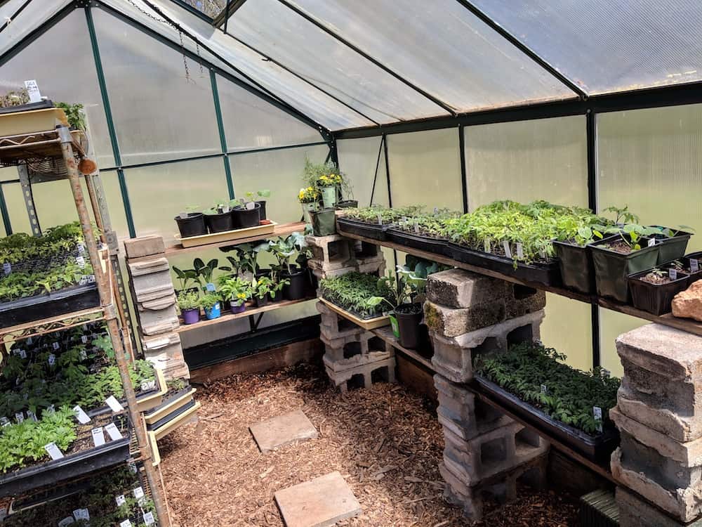 greenhouse with vegetable plant starts sunning