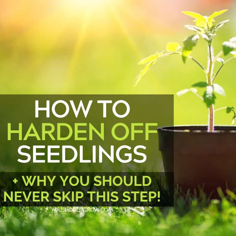 Hardening Off Seedlings: Don’t Skip It!
