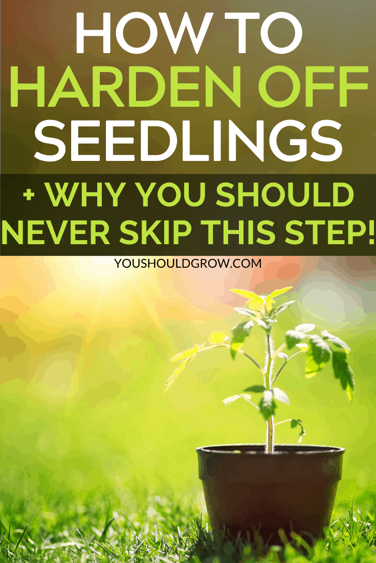 how to harden off seedlings + why you should never skip this step pinterest pin