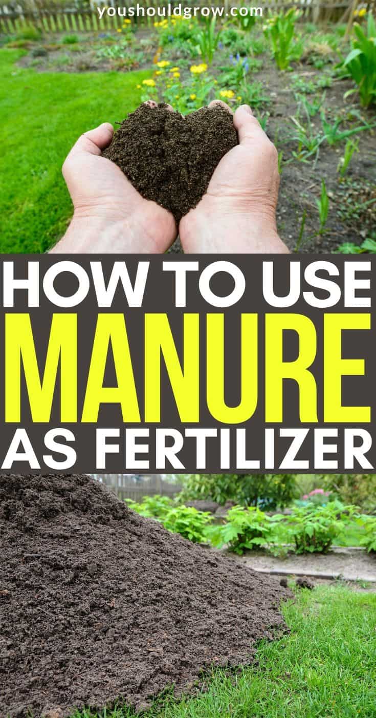 how to use manure as fertilizer pinterest pin