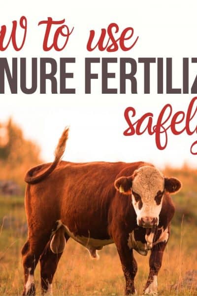 how to use manure fertilizer safely featured image