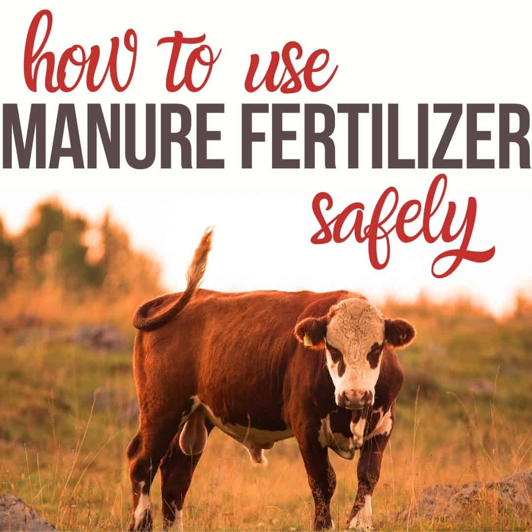 How To Safely Use Animal Manure For Fertilizer