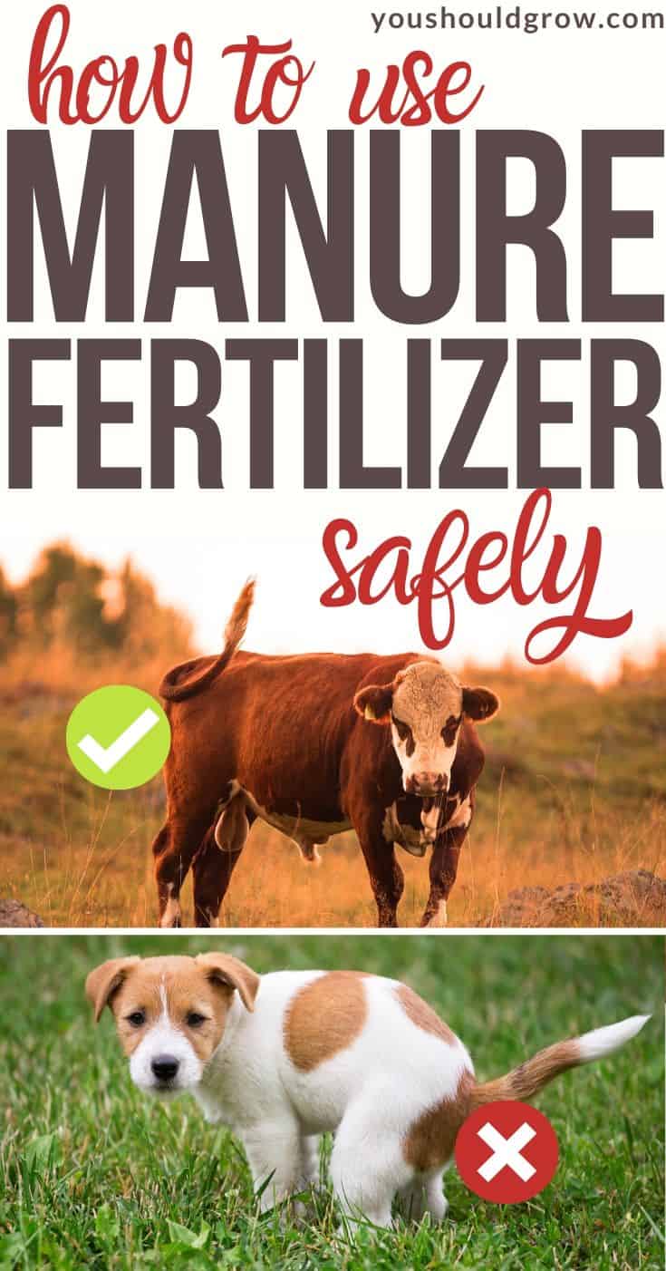 Animal manure is a natural and beneficial soil fertilizer and conditioner. But if used incorrectly, it can be harmful to you and your garden. Find out how to use animal manure fertilizer safely in this article.