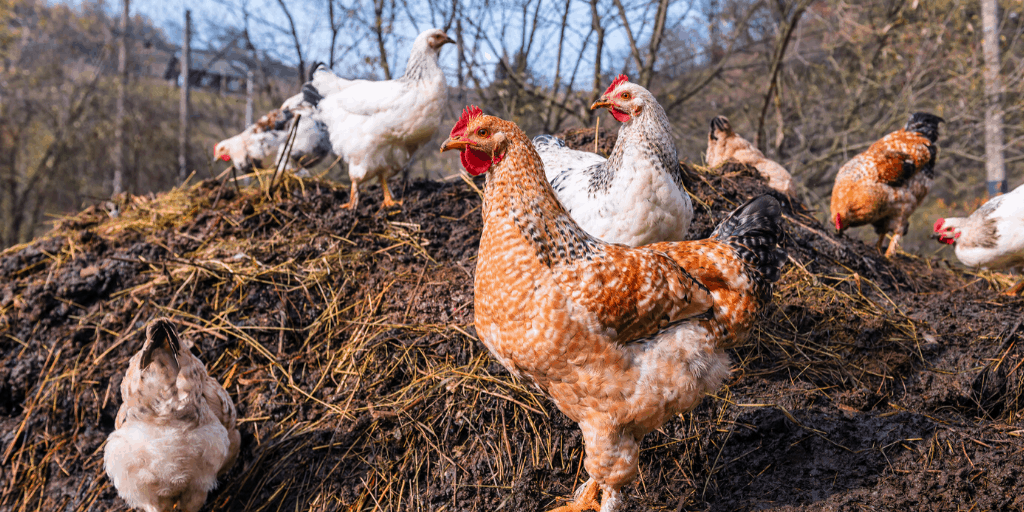 chickens naturally mix and add manure fertilizer to a compost pile 
