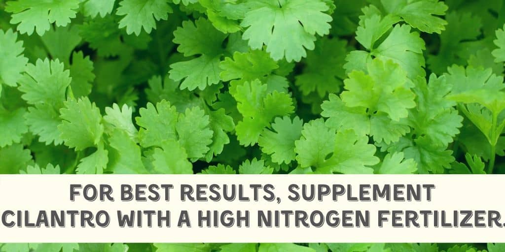 For best results, supplement  cilantro with a high nitrogen fertilizer. cilantro growing tip