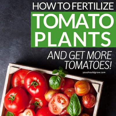 how to fertilize tomato plants and get more tomatoes featured image